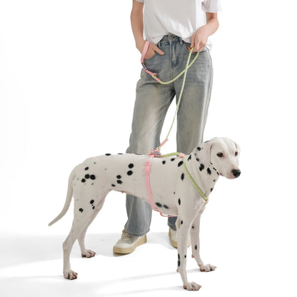 Small Dog Walking Collar - Snibble Pets
