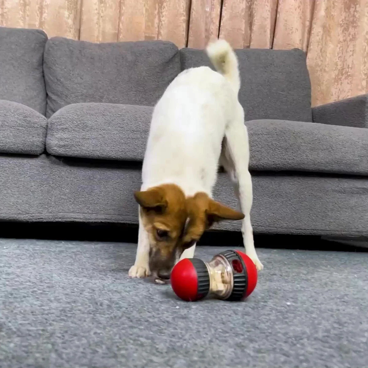 IQ Puzzle Dog Toy - Snibble Pets
